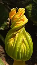Eine große Blüte der Zucchini