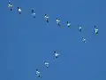 Gänse ziehen in der V-Formation nach Süden.