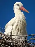 Ein Weißstorch aus der Nähe