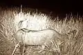 Diese Europäische Wildkatze geriet in eine Fotofalle. Man erkennt gut die Streifen auf dem Rücken.