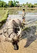 Wasserbüffel werden oft zum Pflügen eingesetzt.
