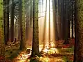 Ein Fichten-Wald im Taunus