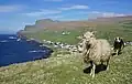 Schafe mit dem Ort Sumba im Hintergrund