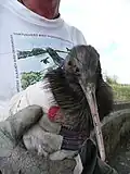 Ein Pfleger kümmert sich um einen verletzten Kiwi-Vogel.