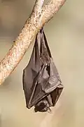 Ein Schwarzer Flughund an einem Ast