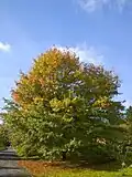 Eine Sumpfeiche in Hessen