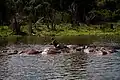 Eine Herde in einem Nationalpark in Uganda