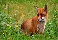 Der Rotfuchs ist bei uns nicht nur am bekanntesten. Er ist auch die einzige Fuchsart bei uns.