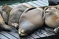 Schlafende Kalifornische Seelöwen in San Francisco