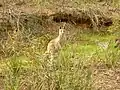 Ein Känguru im Hauptstadtgebiet am Black Mountain