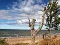 Ein Strand an der Ostsee, in Litauen