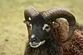 Ein Soay, eine Schafsrasse aus Schottland