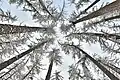 Sibirische Lärchen in Russland, im Winter