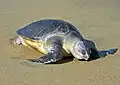 Eine Oliv-Bastardschildkröte bei Indien