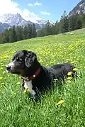Ein Foto aus dem Berner Oberland, der Heimat der Berner Sennenhunde