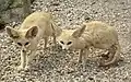 Die Jungtiere bleiben ein knappes Jahr bei ihren Eltern.