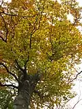 Eine Kerb-Buche im Herbst