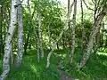 Ein Wanderpfad heute im Sherwood Forest bei Nottingham