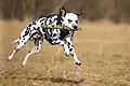 Dieser Hund ist ein Dalmatiner und fängt einen Stock