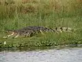 Nilkrokodile sind besonders gefährliche Raubtiere, vor allem durch ihren kräftigen Biss.