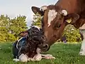 Ein neugeborenes Kalb der Rasse Friesische Rotbunte Kuh