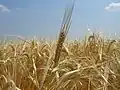 Im Sommer: Dieses Feld wird bald abgeerntet werden.