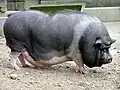 Auch das Hängebauchschwein ist eine Rasse von Hausschweinen