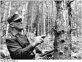 In der DDR: Ein Revierförster sieht nach, ob Borkenkäfer an dieser Fichte gefressen haben.