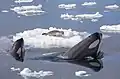 Auch manche Tiere wie diese Orcas sind Jäger. Diese Robbe ist davongekommen.