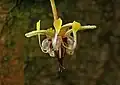 So sieht die Blüte des Kakaobaums aus.