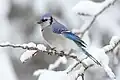 In Kanada lebt dieser Blaunäher, eine Singvogelart, die auch einen kalten Winter übersteht.