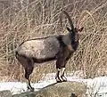 Die Bezoarziege ist die bekannteste Wildziege.