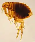 Der Rattenfloh kann die Pest übertragen.