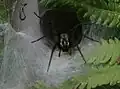 Ganz andere Netze baut die Trichternetzspinne, wie ihr Name schon sagt.