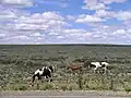 In den Pampas werden Rinder gezüchtet. Im Deutschen meinen wir mit Pampas meist eine einsame Gegend.