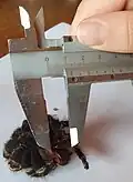 Hier wird die Größe einer Vogelspinne genau gemessen.