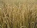 Auch Dinkelkörner enthalten Gluten.