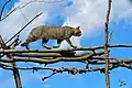 Auf Bäumen klettert die Europäische Wildkatze mühelos herum.