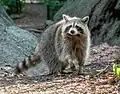 Im Central Park in New York