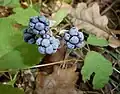 Kleine, wild gewachsene Beeren