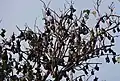 In Bangladesch, Asien: Fledermäuse hängen im Baum.