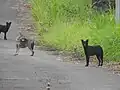 In Indien gibt es auch schwarze Goldschakale.