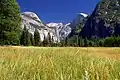 Eine Wiese im Yosemite-Nationalpark in Kalifornien