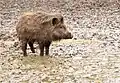 Ein junges Schwein im Dreck, in einem Gehege für Wisente in Niedersachsen