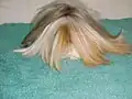 Ein Hausmeerschweinchen mit langen Haaren...