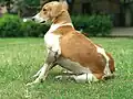 Bei den Säugetieren ist der Bauch unten und behaart.