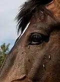 Am Kopf kann das Pferd die Bremsen nicht mit seinem Schwanz verjagen.