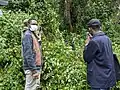 Ein kleiner Gorilla im Kahuzi-Biega-Nationalpark in der DR Kongo