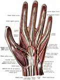 Hier sieht man in weiß die Sehnen einer Hand.