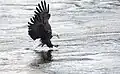 Weißkopf-Seeadler beim Anflug auf Beute